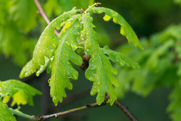 green oak leaves with water drops closeup selective focus 