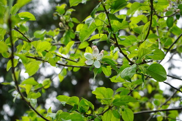 リンゴの花　リンゴの木　春　バラ科　庭木　裏庭　ガーデニング