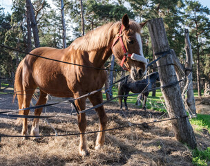 animal horse close-up head and mane