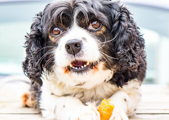 dog with carrot