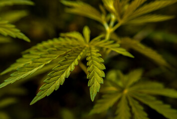  marijuana  background. bush cannabis.