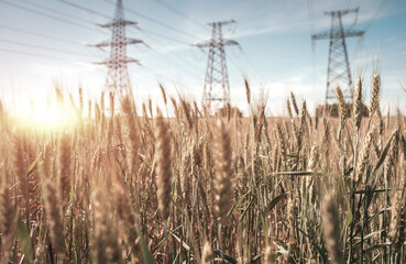 Fototapeta premium background of high-voltage power lines at sunset. green field.