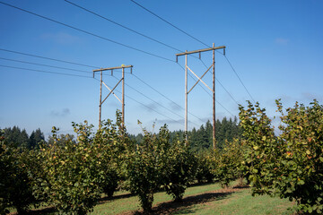 Obraz premium Hazelnut farm in Oregon, North America, during harvest season in late summer through early fall.