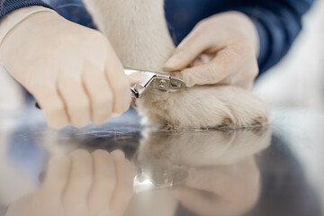 Clipping a dog claws. Close up of cutting dog toenail with nail clipper on vet table. Pet care and...