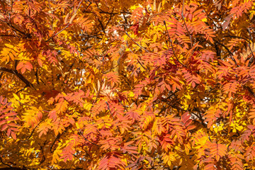 Rowan branches with yellow leaves in the autumn park.