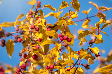 Apple tree branches with red apples and yellow leaves in autumn
