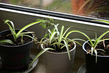 Spider plant on the window sill in a flower pot as a houseplant