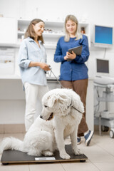 Big white dog sitting on the veterinarian scales while doctor speaking with owner behind the dog.