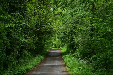 Asphalt forest path, road leads straight through a green forest in summer, trees with leaves