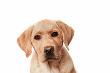 Isolated portrait of a beige labrador retriever puppy. Ideal for illustrating veterinary services, advertisements, and dog food.