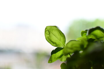 green leaf of a basil bush, backlit - obrazy, fototapety, plakaty