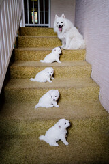 Four cute little Japanese spitz puppies on the stairs. white fluffy dogs.