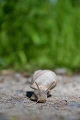 Weinbergschnecke mit Häuschen, Roman snail (Helix pomatia)