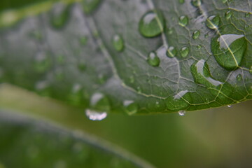 Rain Drops Rolling Down a Leaf