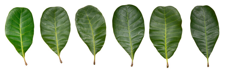 The isolated green leaves of the cashew tree