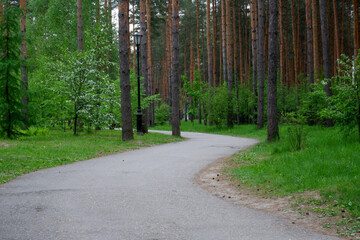 Obraz premium The road in the pine forest in summer