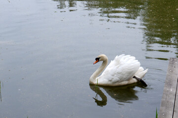 White swan on the lake near the wooden bridge