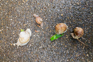 Top view on four Helix Pomatia snails in Switzerland