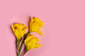 Easter daffodil bouquet on pink background, copy space