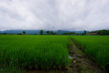 Green paddy field with mountain with white cloud