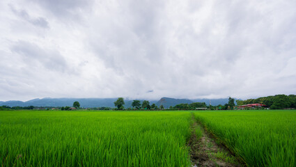 Green paddy field with mountain with white cloud