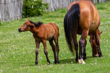 Horses in Boisoara, Romania