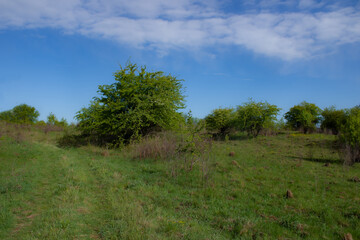 spring greenery of trees 