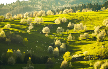 Spring landscape in Slovakia. Polana region, Hrinova. Green spring rural hills landscape, fields, flowering trees, organic farming © Zedspider