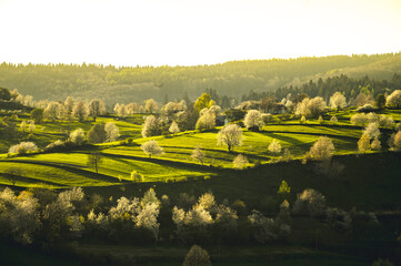 Spring landscape in Slovakia. Polana region, Hrinova. Green spring rural hills landscape, fields, flowering trees, organic farming © Zedspider