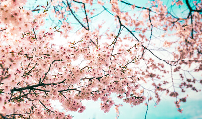 Obraz na płótnie Canvas Sakura tree in Japan. Blooming cherry blossom flower in the garden on Spring.