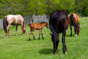 Horses in a pasture in Romania