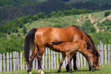 Obraz premium Horses