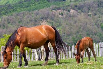 Village life in Boisoara, Romania