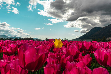 tulips in the mountains