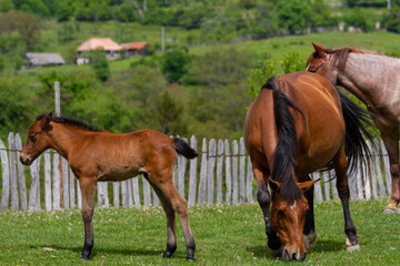 Village life in Boisoara, Romania