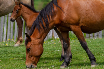 Horse pasture in Boisoara, Romania © Gerhard