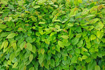 Junge Blätter der Hainbuche, Carpinus betulus