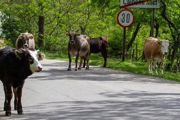 Cows on the street