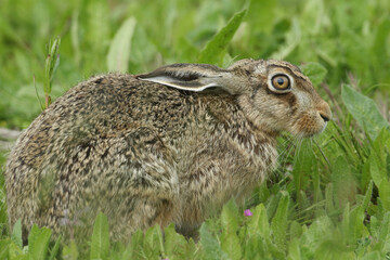 A beautiful Brown Hare, Lepus europaeus, feeding in a field in the UK.