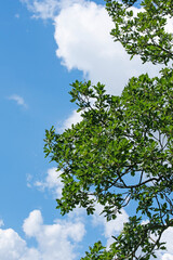 Deutsche Eiche, Quercus, vor blauem Himmel und Wolken