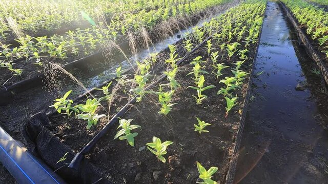 young seedling of organic vegetable plantation in a row during the morning light for agriculture and farming design usage