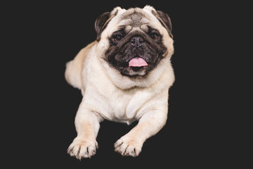 pug with faces and mouths