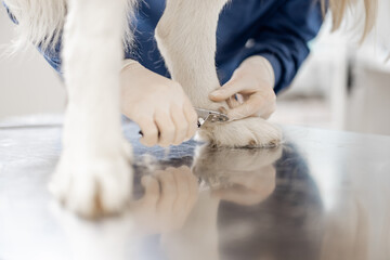 Veterinarian trim the claws of a big white sheepdog in a veterinary clinic while patient standing at examination table. Close up on paw. 
