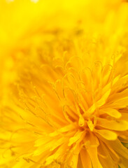 Macro image of dandelion flower in full bloom. Close up photo as a natural background. Flower abstract texture. High quality photo