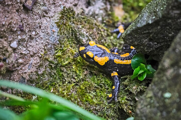 Feuersalamander ( Salamandra salamandra ).
