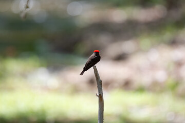 red-headed black bird