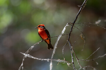 red and black bird