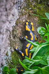 Feuersalamander ( Salamandra salamandra ).