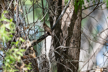 bird hidden in the tree