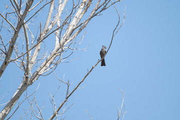 black Arizona cardinal